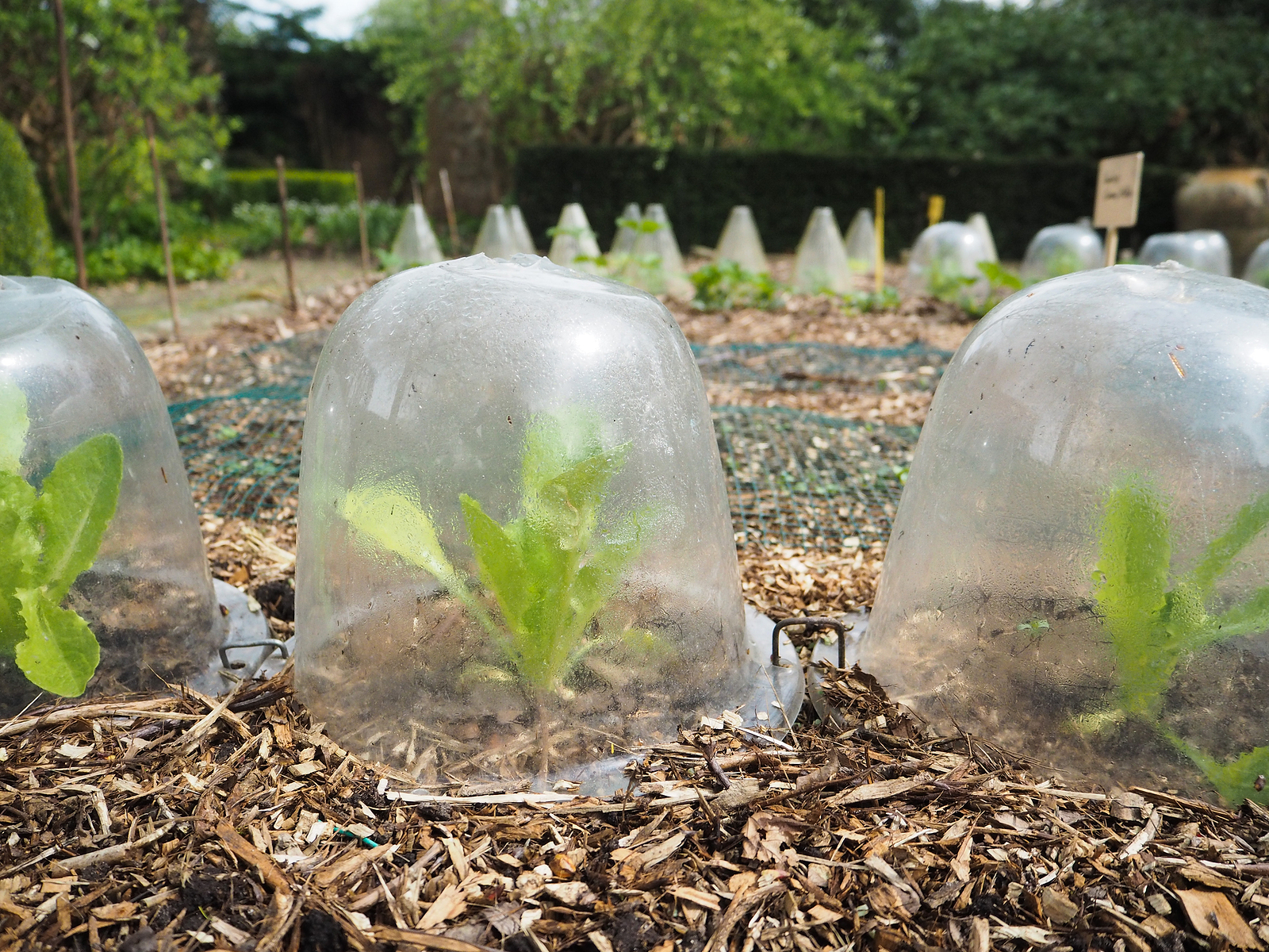 Protecting winter crops