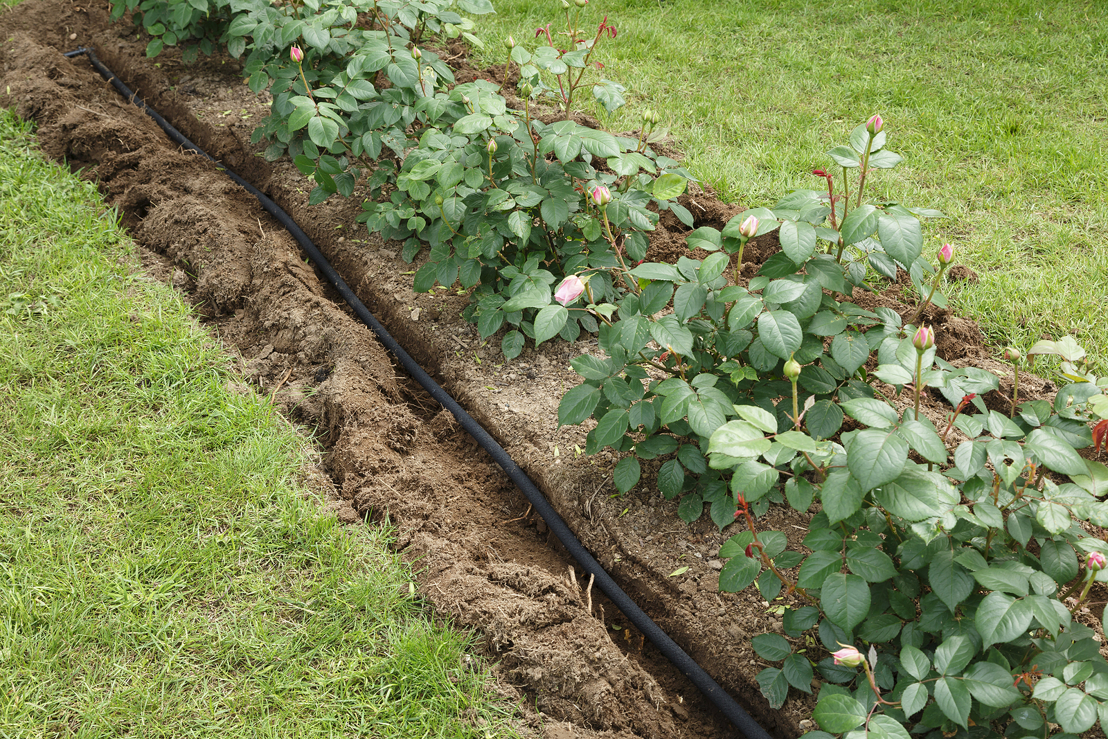 Soaker hose in shallow trench