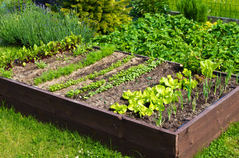 home vegetable garden