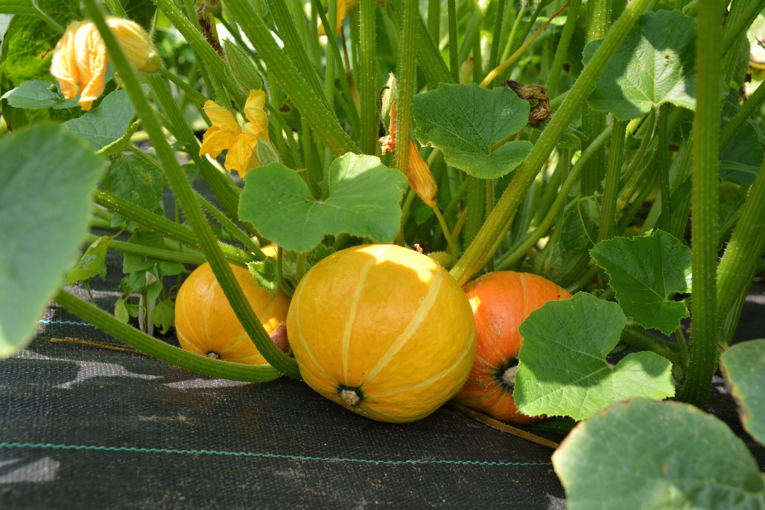 Squash in garden