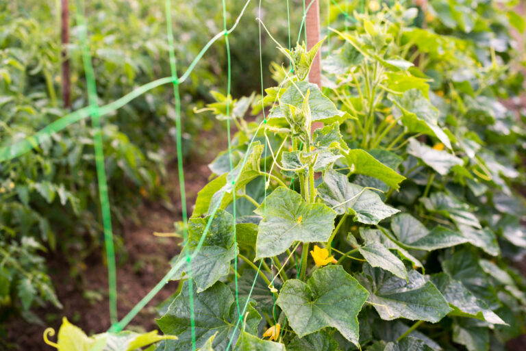 Cucumbers on trellis