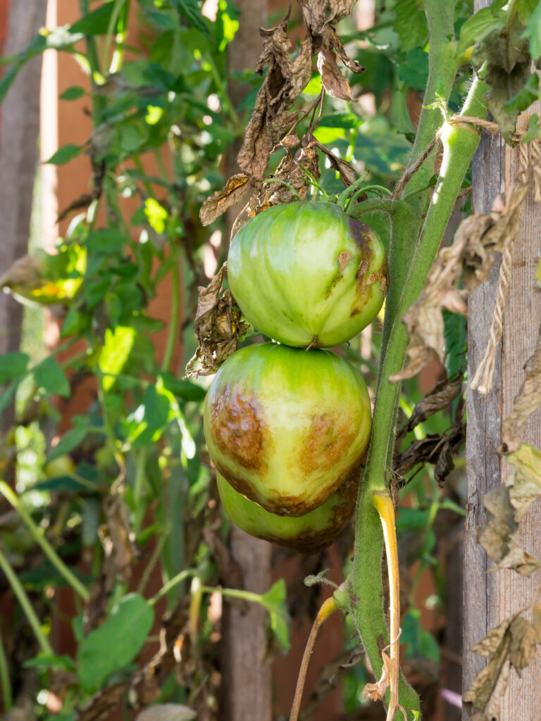Tomato problem