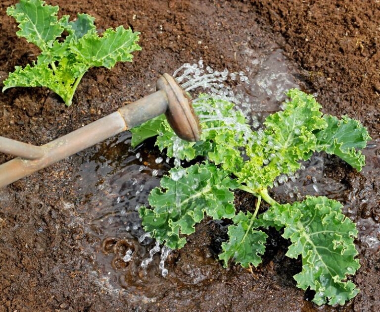 Watering kale