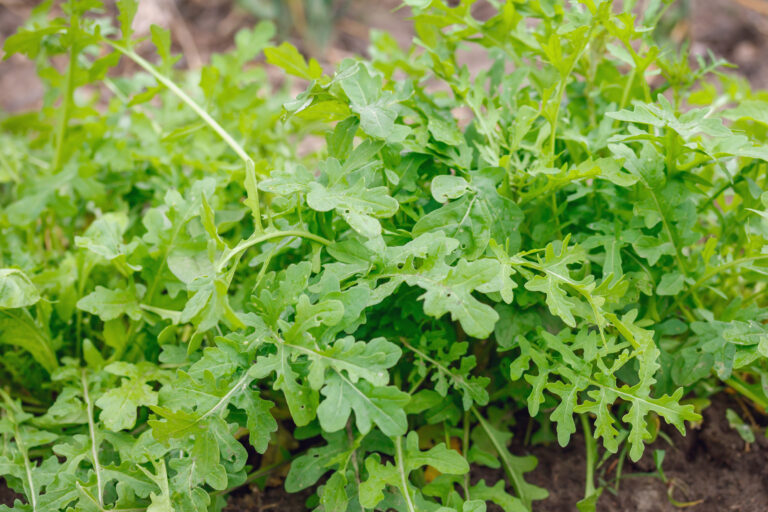 Arugula near harvest
