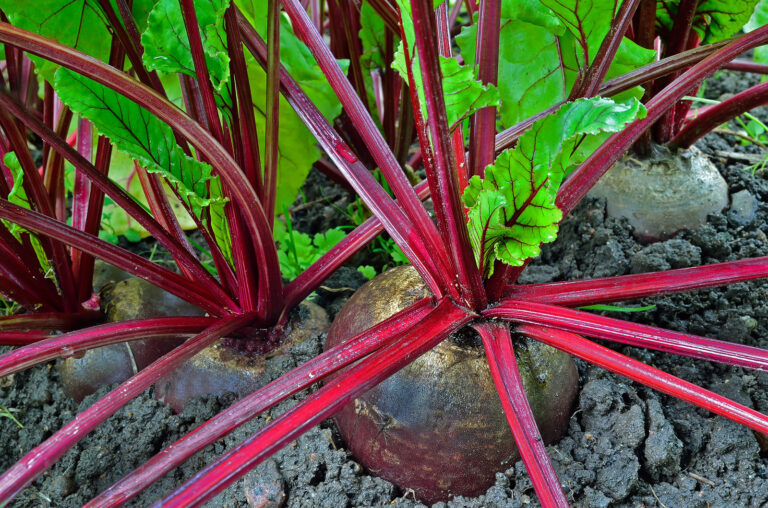 Beets near harvest