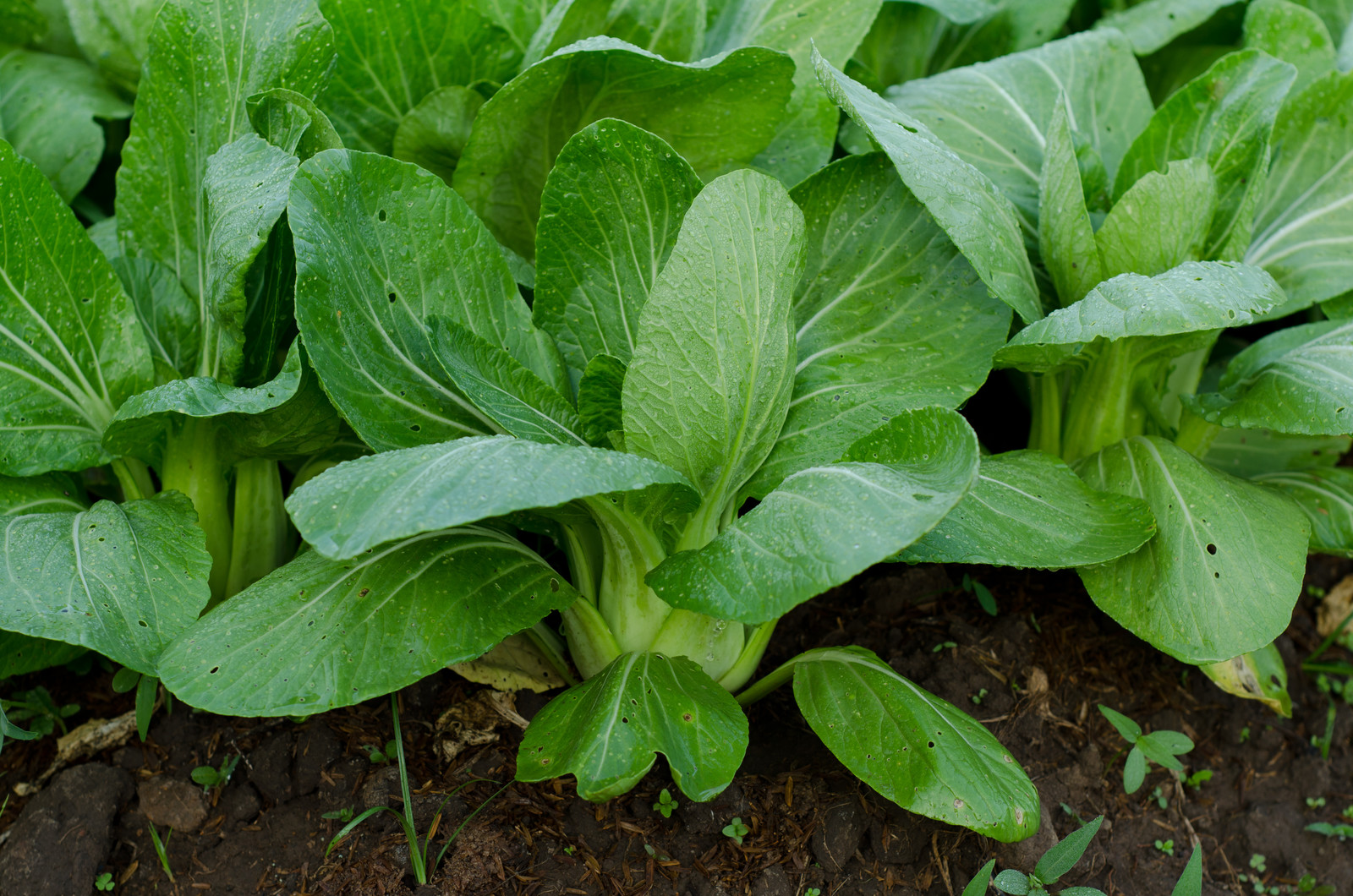 bok choy near harvest
