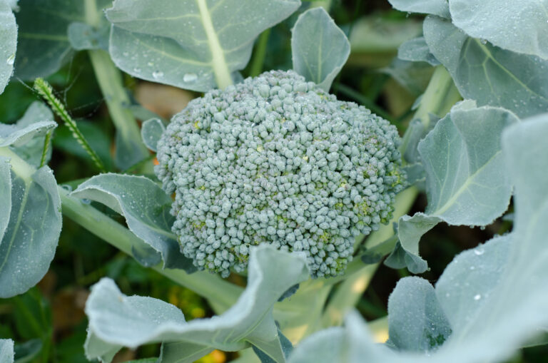 Broccoli at harvest