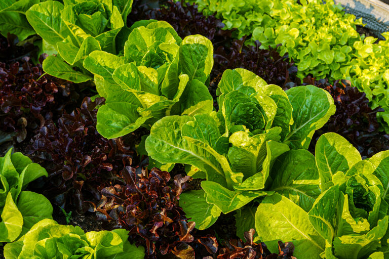 Lettuce near harvest