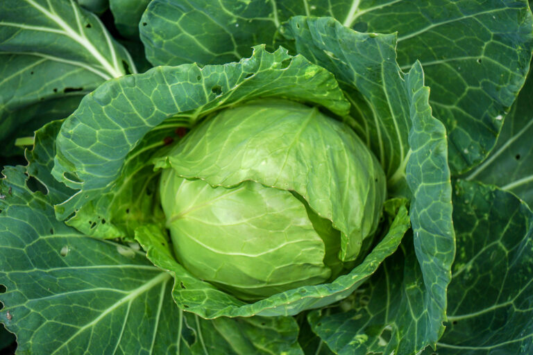 Cabbage at harvest