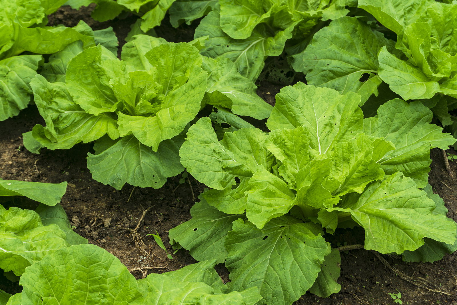 Chinese cabbage