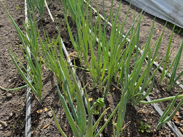 Shallots in gardn