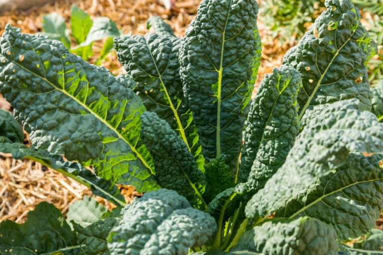 Kale near harvest