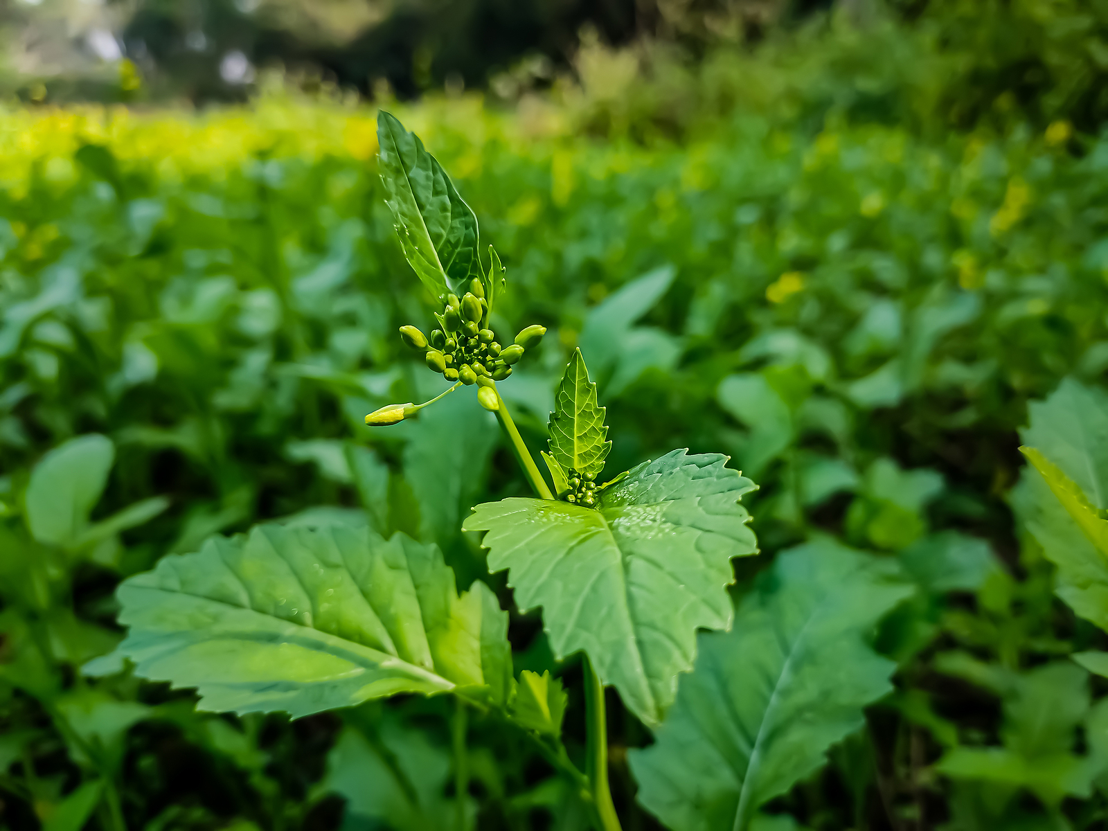 Mustard greens near harvest