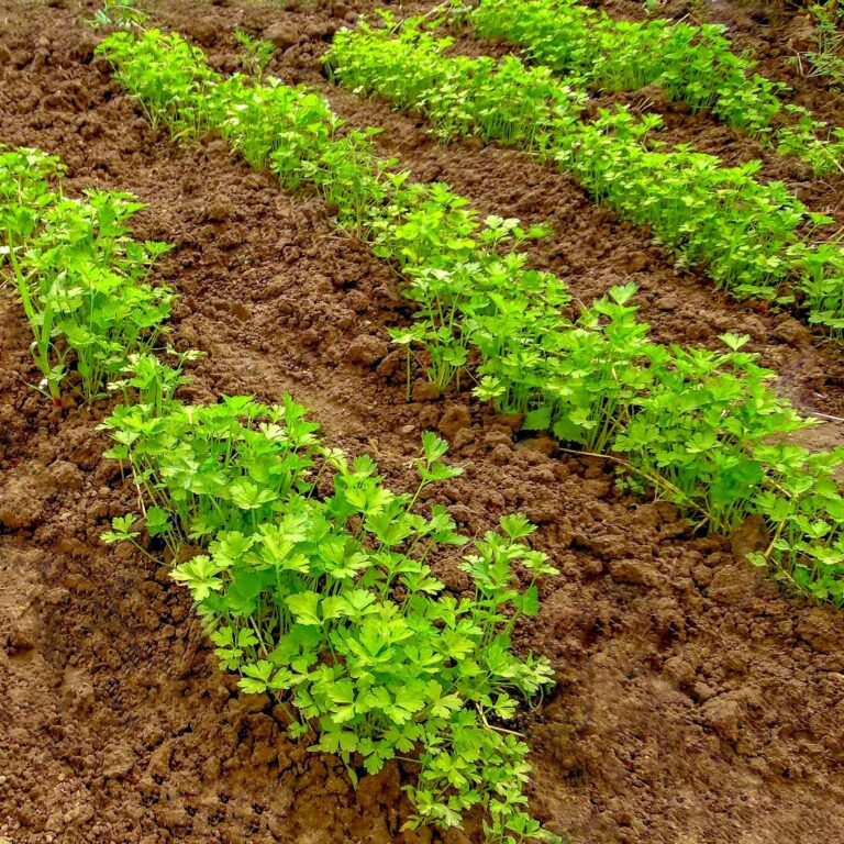 Parsley in the garden