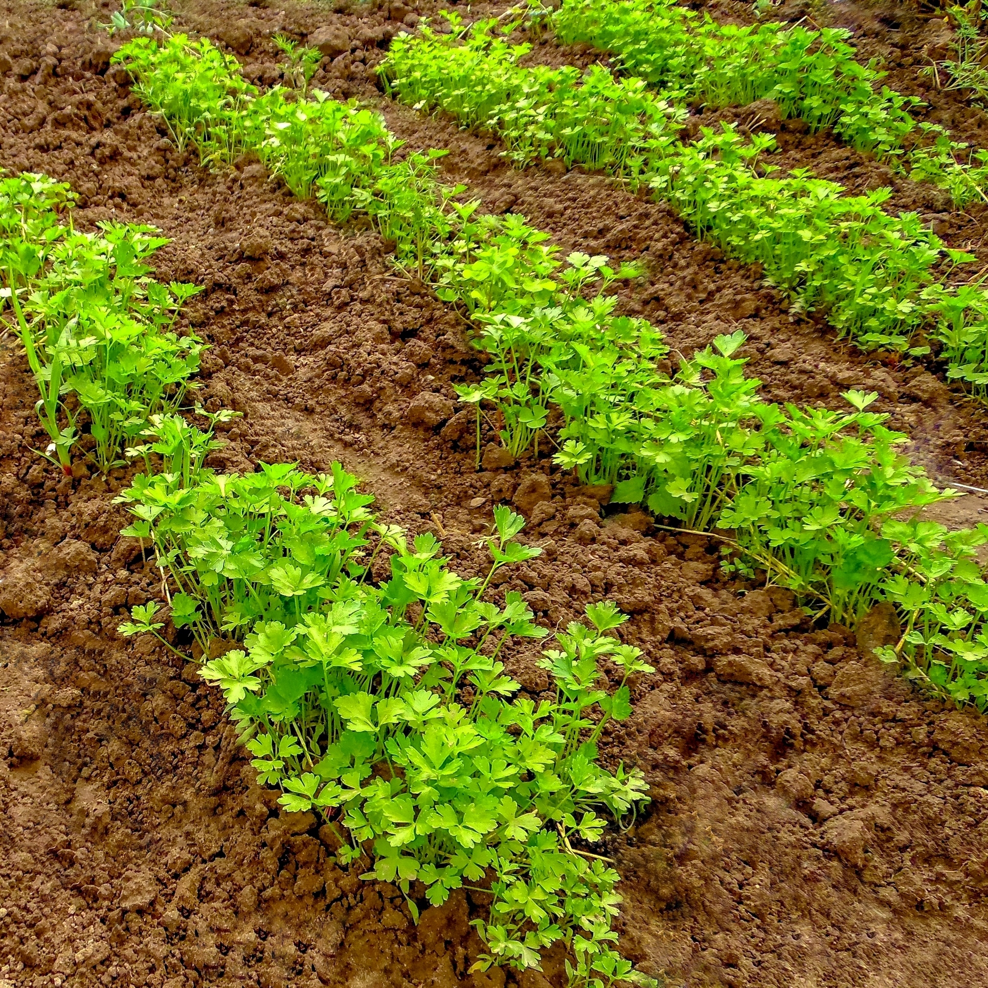 Parsley in the garden