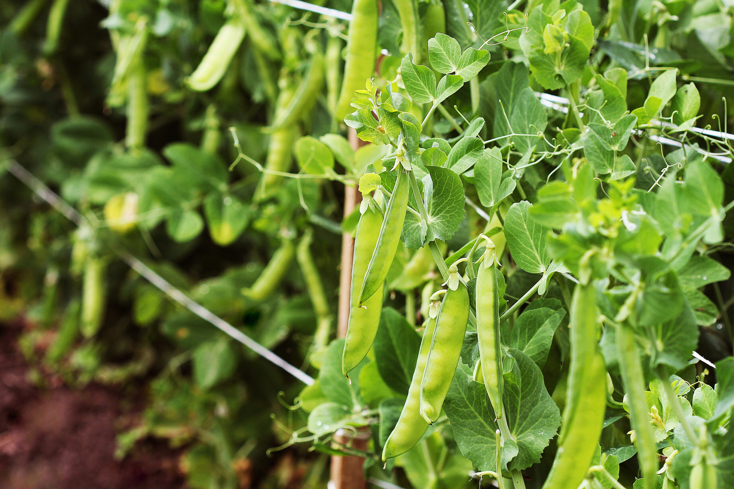 Peas near harvest