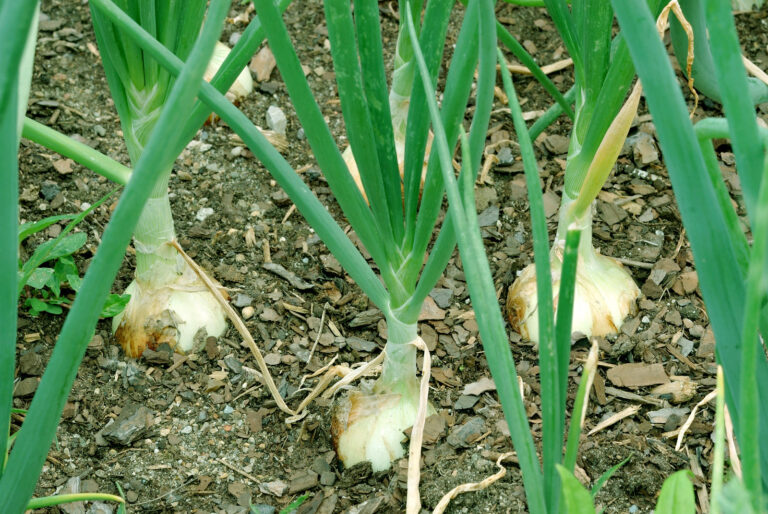 Onions in garden