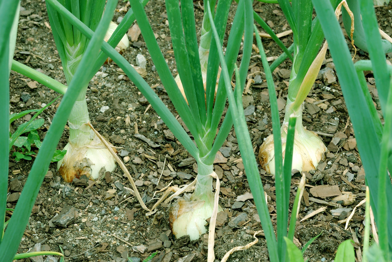 Onions in garden