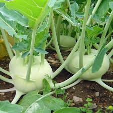 Kohlrabi near harvest