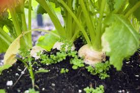Turnips near harvest