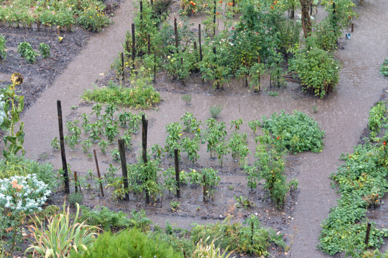 Rain in the garden