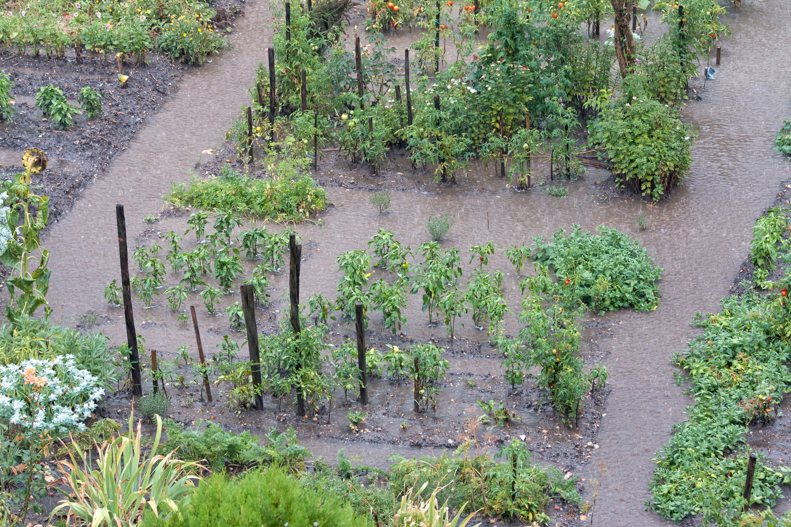 Rain in the garden