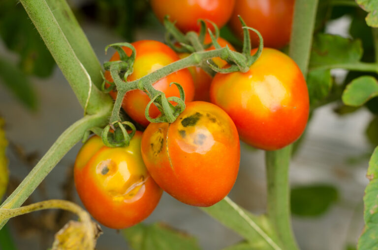 When to Harvest Summer Vegetables Before Cold Weather Arrives